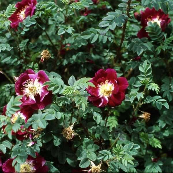 Spin. William III ®