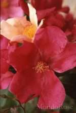 Mutabilis