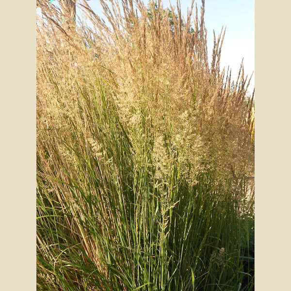 Calamagrostis x acutiflora "Karl Forster"
