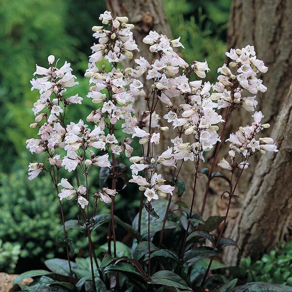 Penstemon digitalis "Husker Red"