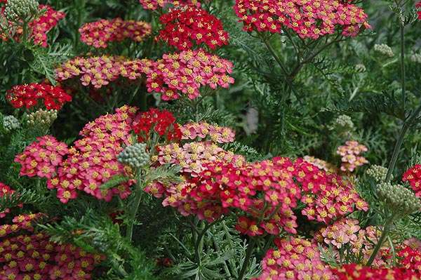 Achillea millefolium "Paprika"