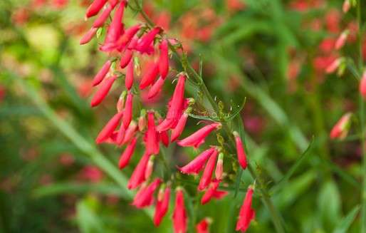 Penstemom barbatus coccineus