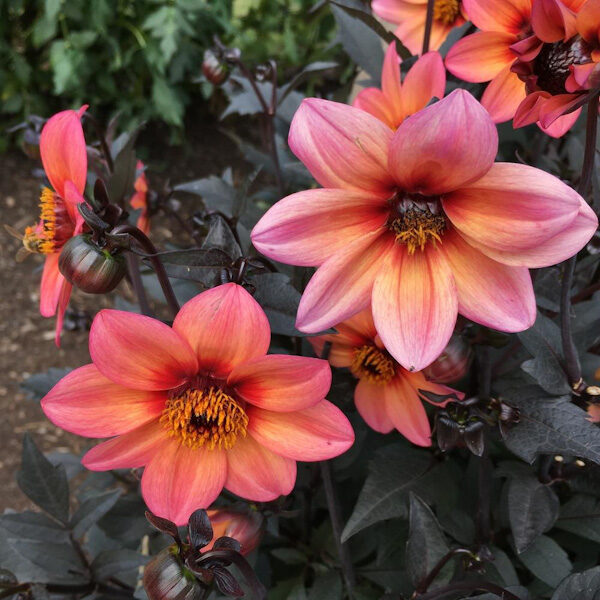 Dahlia "Mystic Fantasy"