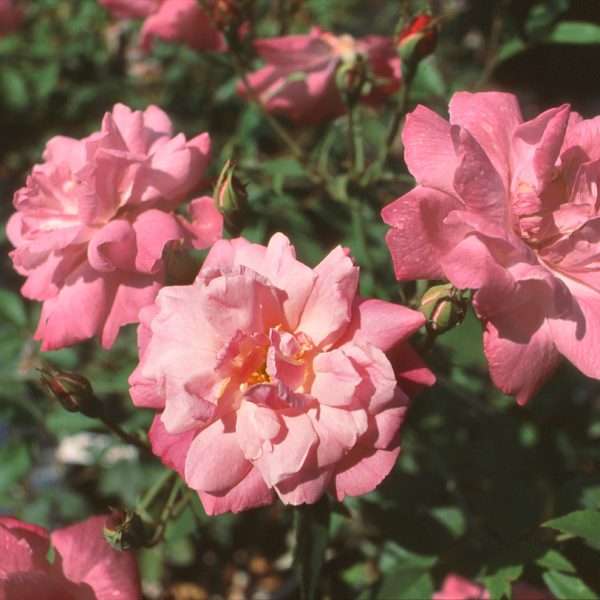 Old Blush Clb Radice Nuda