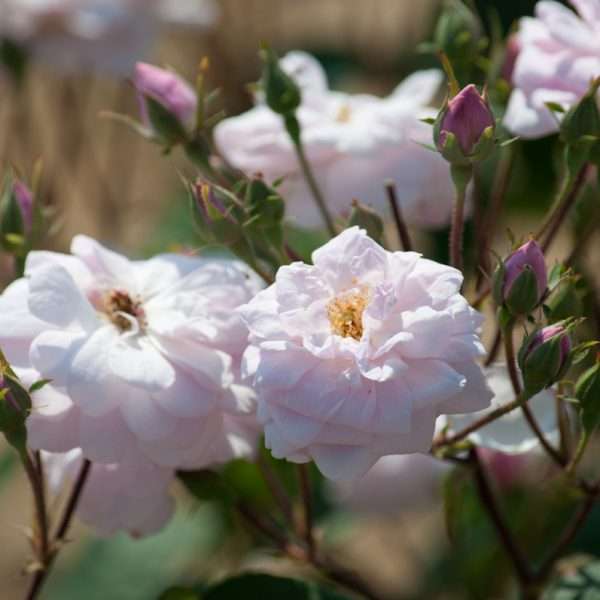 Belle Vichysoise Radice Nuda