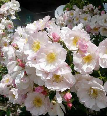 Sourire d'Orchidée Radice Nuda