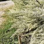Artemisia Ludoviciana "Silver Queen" - immagine 2