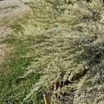 Artemisia Ludoviciana "Silver Queen" - immagine 3