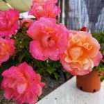 Cubana ® - immagine 2