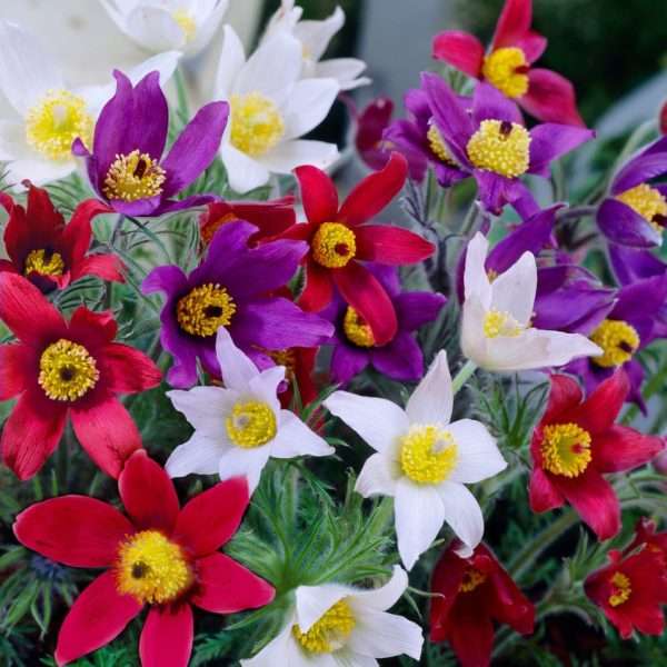 Pulsatilla vulgaris "Papageno"