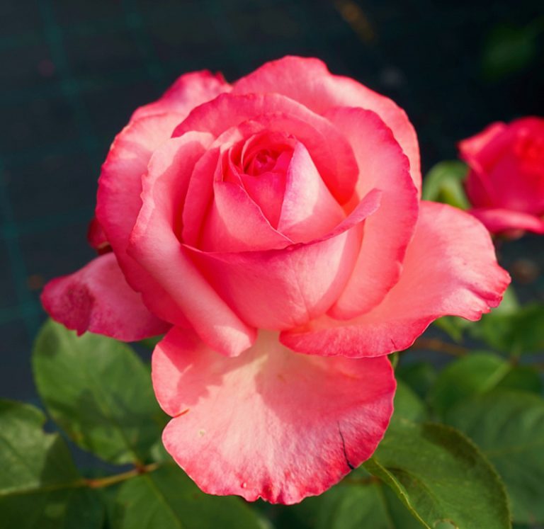 Rosa Panthère Rose ( Meilland 1982 ) MondoRose e Fiori