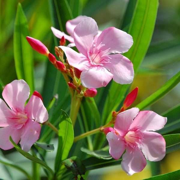 Nerium oleander Rosa