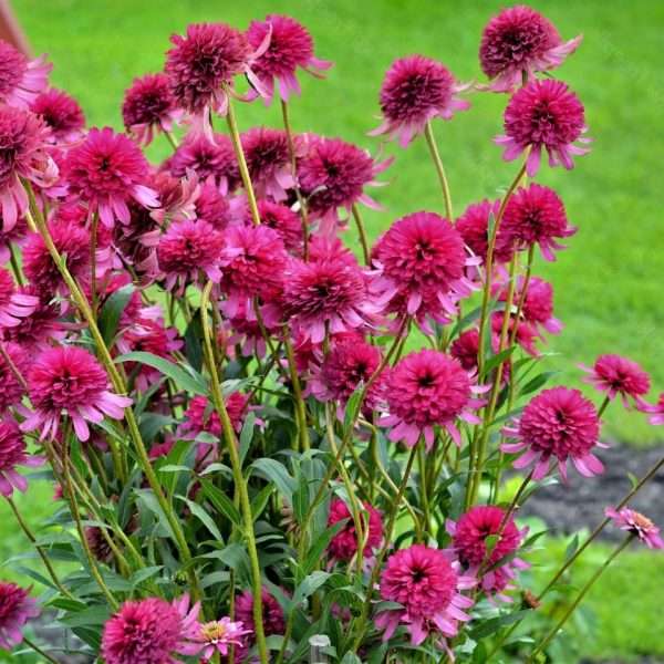 Echinacea "Southern Belle"