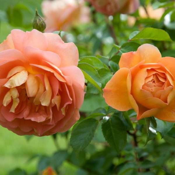 Piazza Ghiberti a Radice Nuda