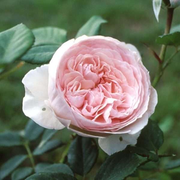 Piazza Brunelleschi a Radice Nuda