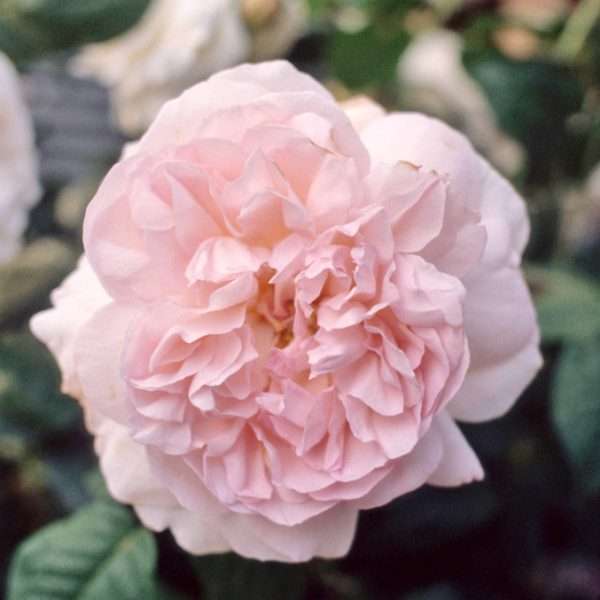 Piazza Tasso a Radice Nuda