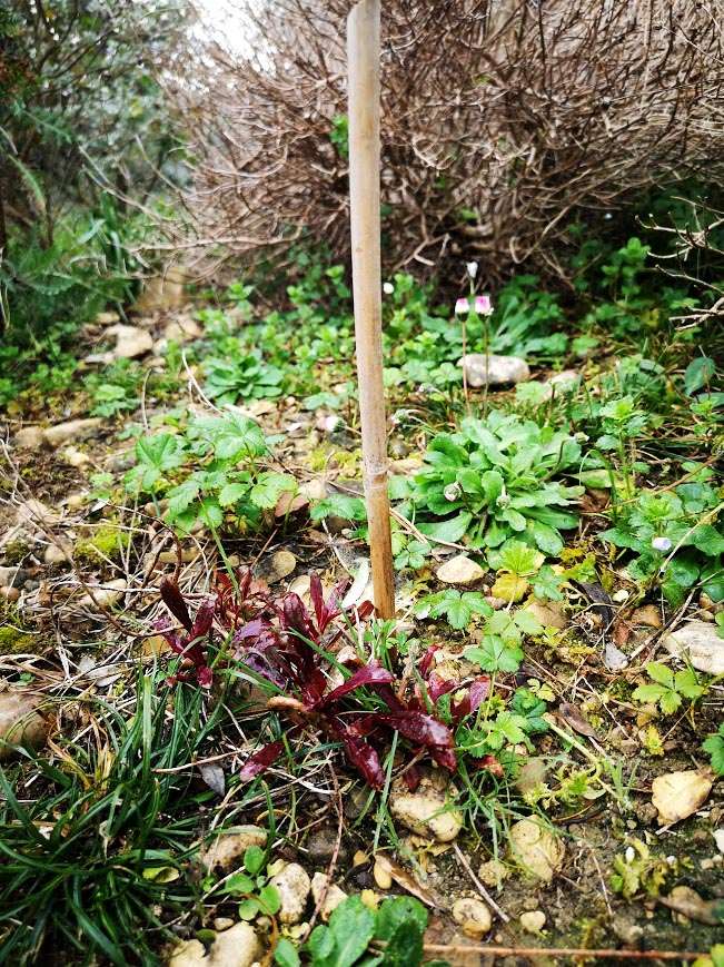 Gaura lindeimeiri siskiou pink dopo il taglio