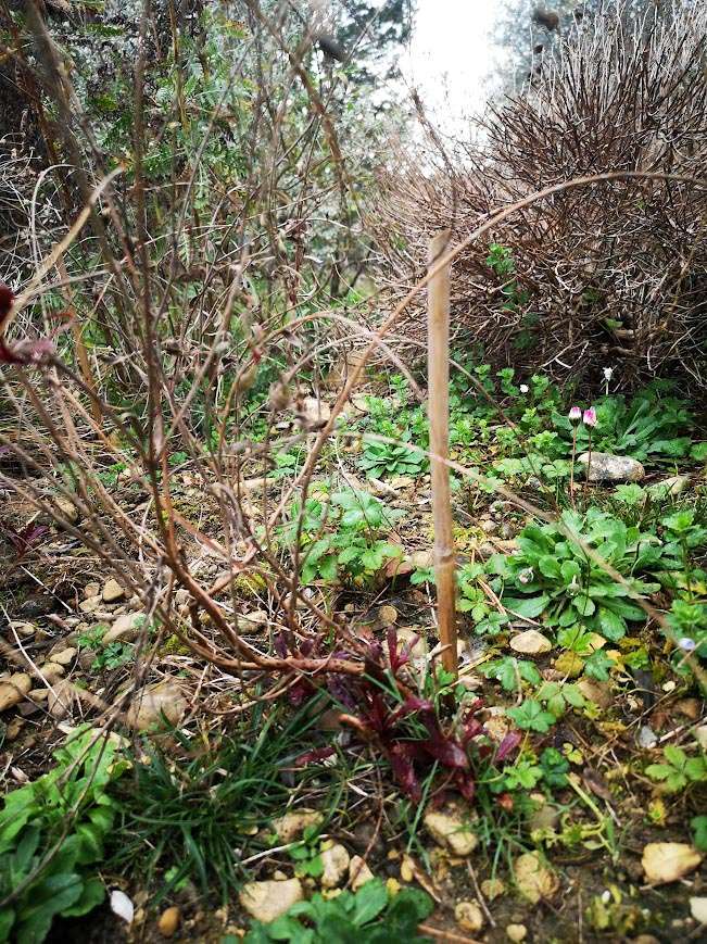 Gaura lindeimeiri siskiou pink prima e dopo il taglio