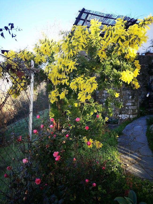 Rosa Tea Arciduc Josef