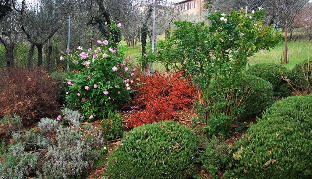 Rosa Cinese Old Blush