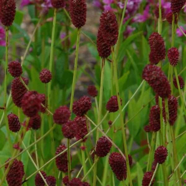 Sangusorba officinalis "Tana"