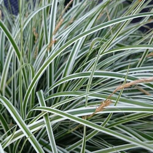 Carex Oshimensis "Everest"
