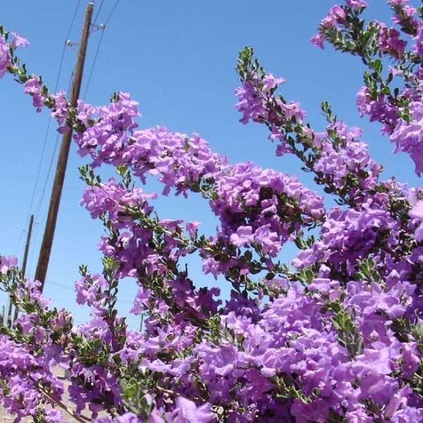 Leucophyllum Laevigatum