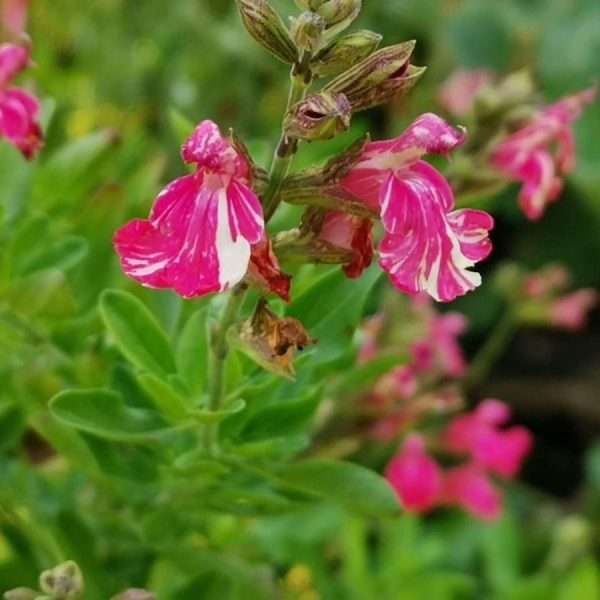 Salvia greggii "Cassandra"