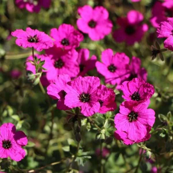 Geranium cinereum "Subcaulescens"