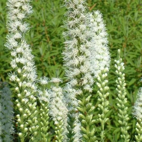 Liatris spicata "Alba"