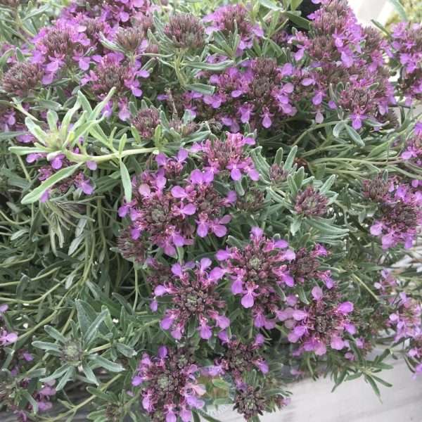 Teucrium ackermannii