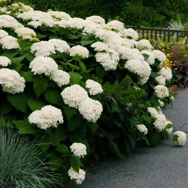 Hydrangea quercifolia