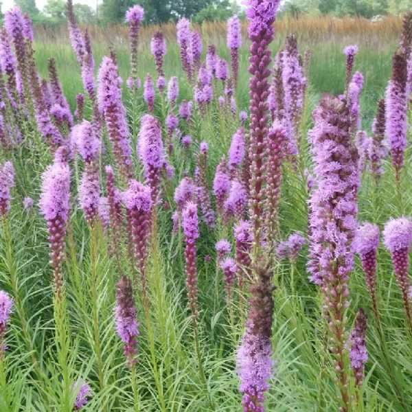 Liatris spicata "Floristan Violet"