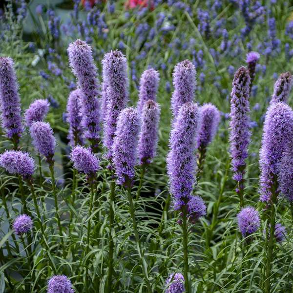 Liatris spicata "Kobold"
