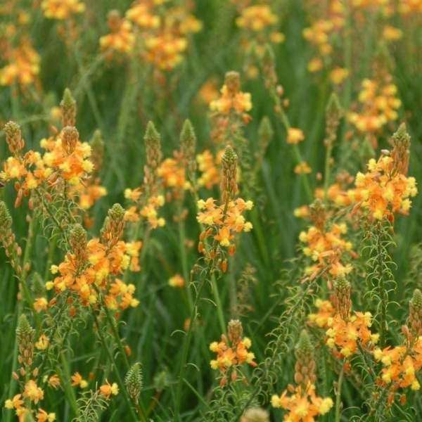 Bulbine frutescens Orange