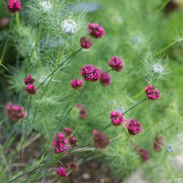 Dianthus pinifolius