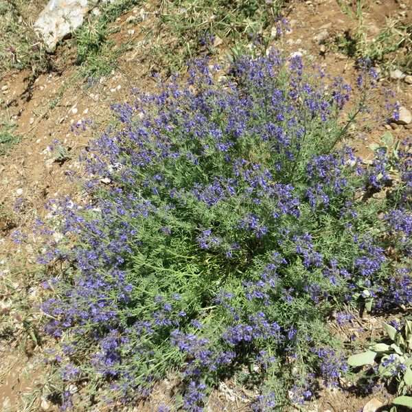 Teucrium orientale