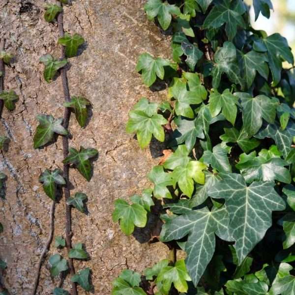 Hedera Helix