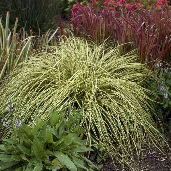 Carex Oshimensis "Evergold"