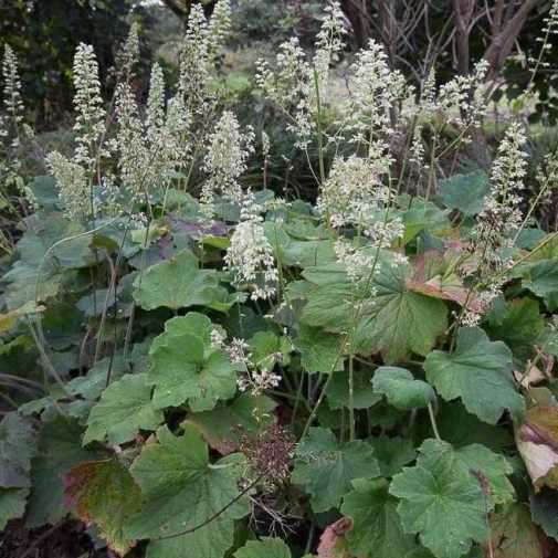 Heuchera villosa macrorriza