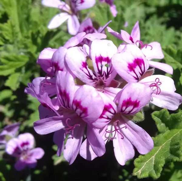 Pelargonium graveolens