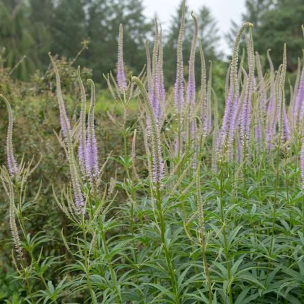 Veronica virginica "Pink glow"